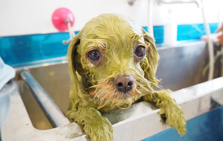 ハーブパックアニマルアーユルヴェーダハーブパック：福島県郡山市ドッグサロンアサカ